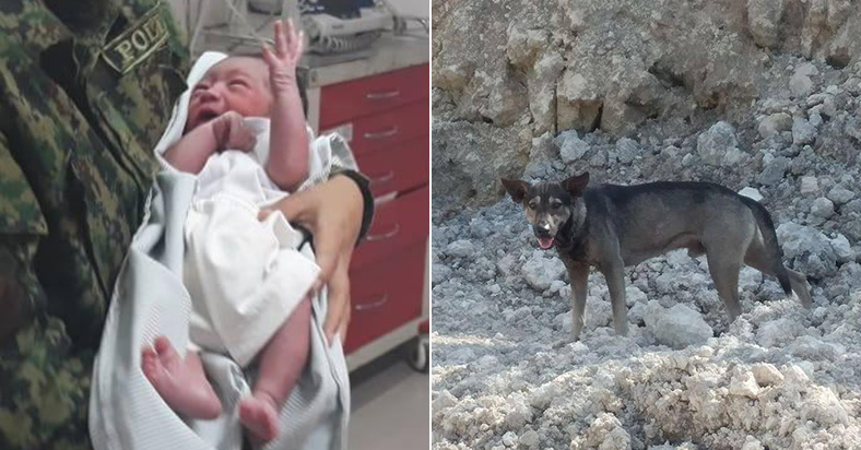 A Christmas Miracle: Stray Dog Saves An Abandoned Baby In Christmas Eve